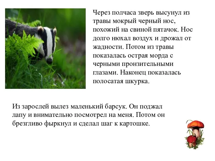 Через полчаса зверь высунул из травы мокрый черный нос, похожий на свиной пятачок.