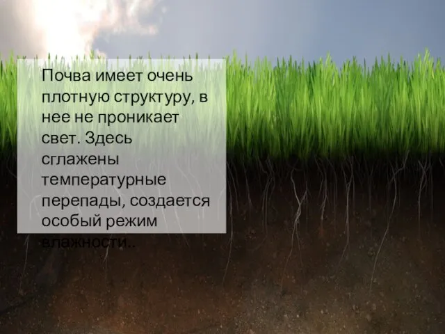 Почва имеет очень плотную структуру, в нее не проникает свет. Здесь сглажены температурные