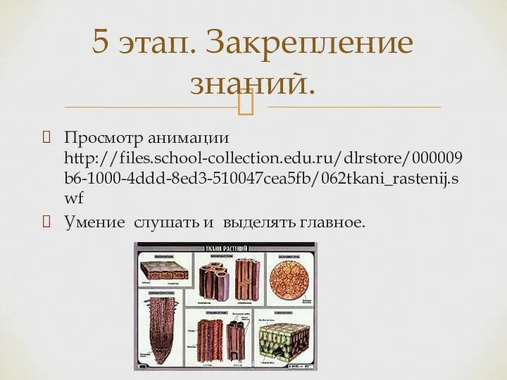 Просмотр анимации http://files.school-collection.edu.ru/dlrstore/000009b6-1000-4ddd-8ed3-510047cea5fb/062tkani_rastenij.swf Умение слушать и выделять главное. 5 этап. Закрепление знаний.