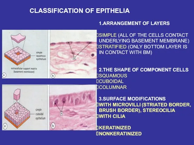 CLASSIFICATION OF EPITHELIA 1.ARRANGEMENT OF LAYERS SIMPLE (ALL OF THE