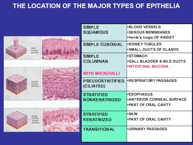 THE LOCATION OF THE MAJOR TYPES OF EPITHELIA