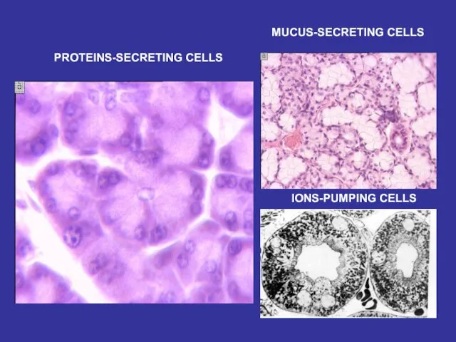 PROTEINS-SECRETING CELLS MUCUS-SECRETING CELLS IONS-PUMPING CELLS