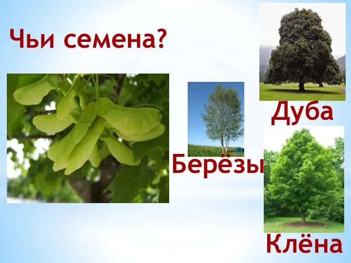 Чьи семена?