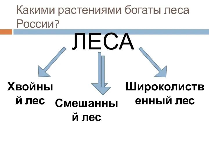 Какими растениями богаты леса России? ЛЕСА Хвойный лес Широколиственный лес Смешанный лес