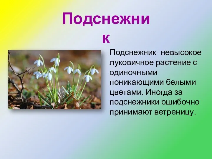 Подснежник Подснежник- невысокое луковичное растение с одиночными поникающими белыми цветами. Иногда за подснежники ошибочно принимают ветреницу.