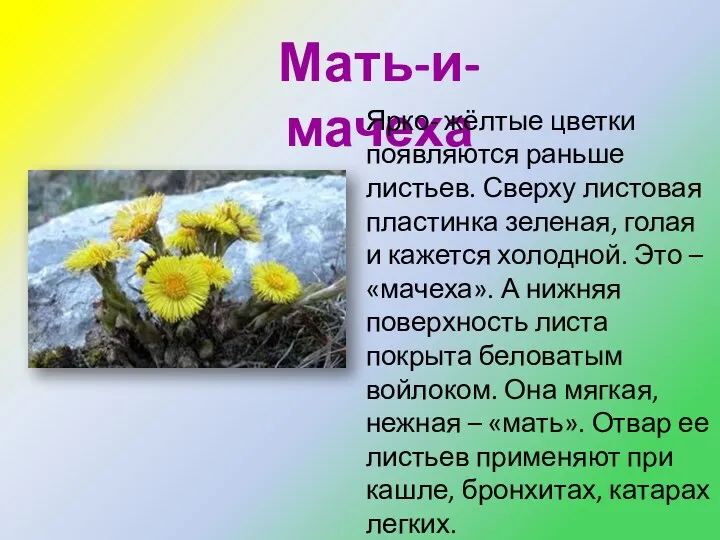 Мать-и-мачеха Ярко- жёлтые цветки появляются раньше листьев. Сверху листовая пластинка зеленая, голая и