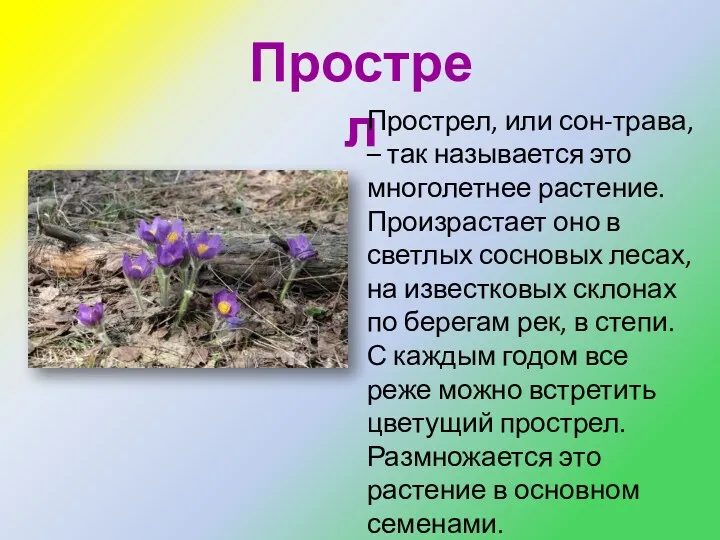 Прострел Прострел, или сон-трава, – так называется это многолетнее растение. Произрастает оно в