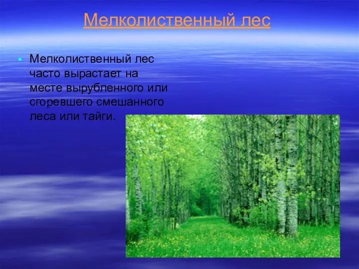 Мелколиственный лес Мелколиственный лес часто вырастает на месте вырубленного или сгоревшего смешанного леса или тайги.