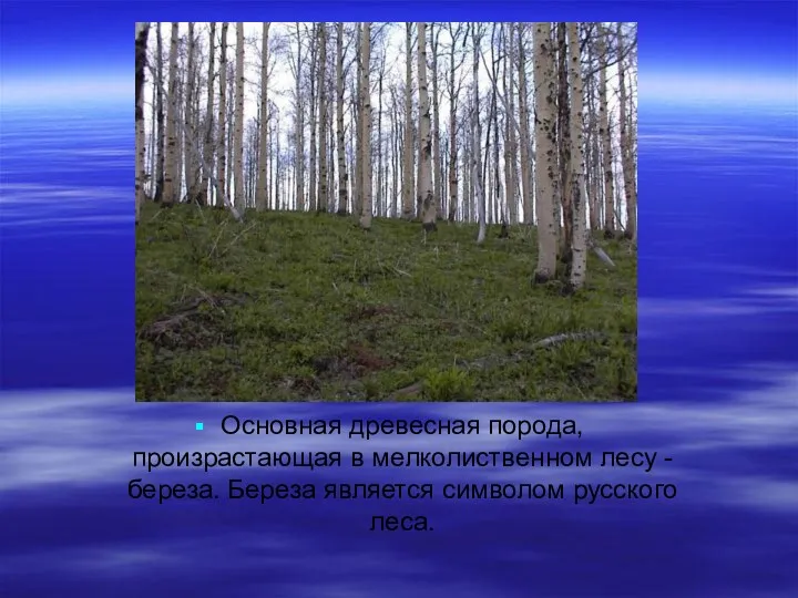 Основная древесная порода, произрастающая в мелколиственном лесу - береза. Береза является символом русского леса.