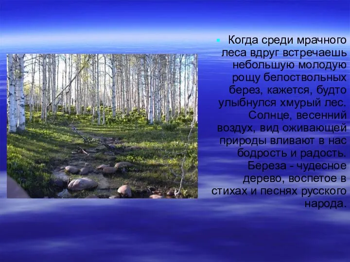 Когда среди мрачного леса вдруг встречаешь небольшую молодую рощу белоствольных