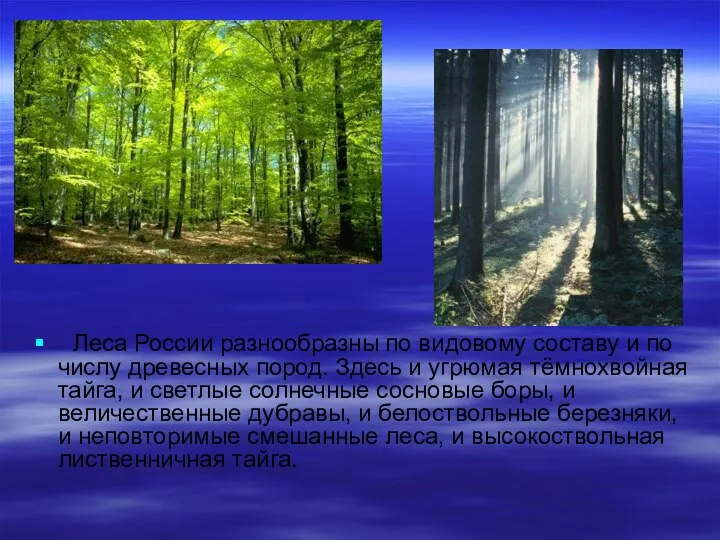 Леса России разнообразны по видовому составу и по числу древесных