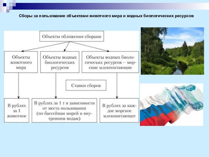 Сборы за пользование объектами животного мира и водных биологических ресурсов