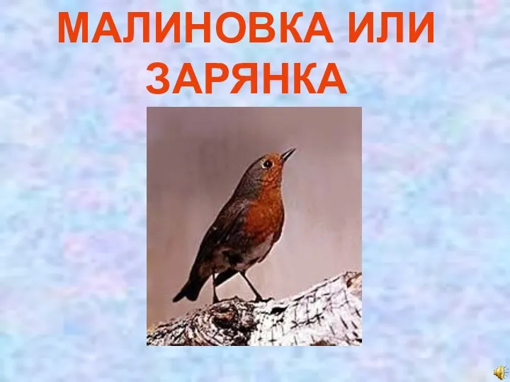 МАЛИНОВКА ИЛИ ЗАРЯНКА