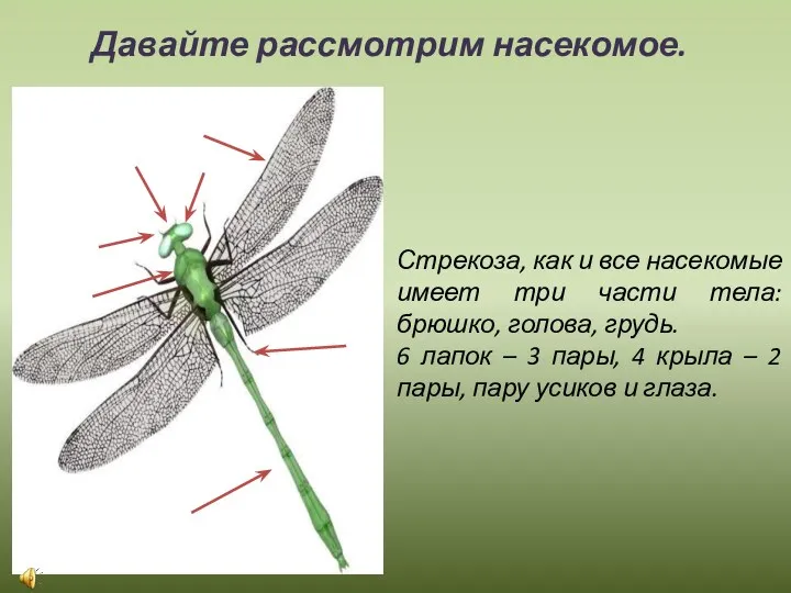 Давайте рассмотрим насекомое. Стрекоза, как и все насекомые имеет три