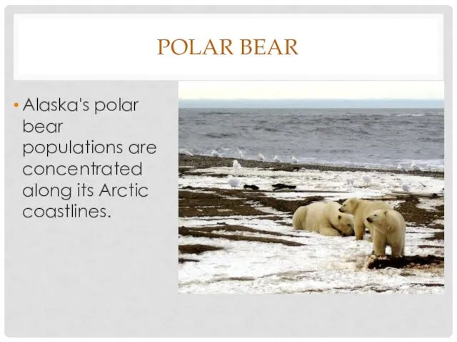 POLAR BEAR Alaska's polar bear populations are concentrated along its Arctic coastlines.