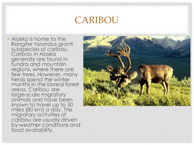 CARIBOU Alaska is home to the Rangifer tarandus granti subspecies