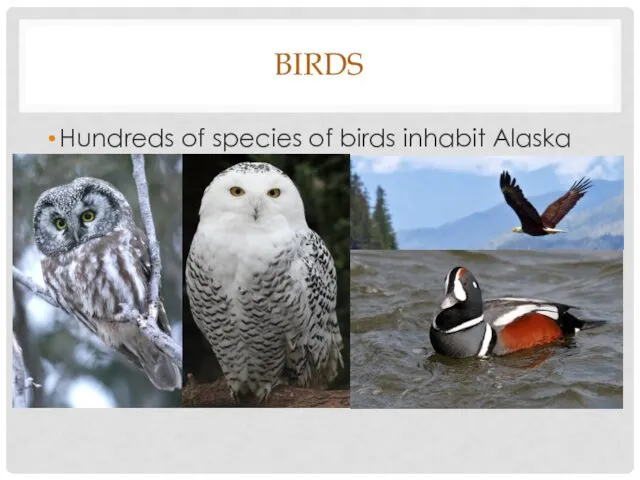 BIRDS Hundreds of species of birds inhabit Alaska