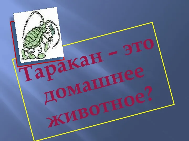 Таракан – это домашнее животное?