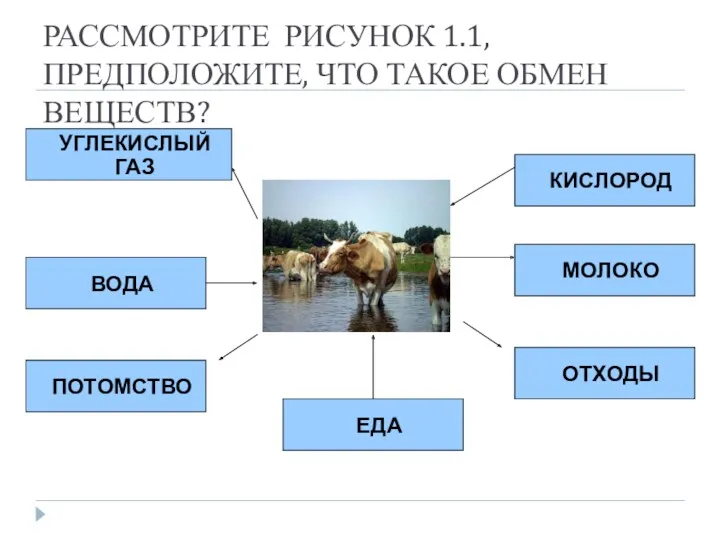 РАССМОТРИТЕ РИСУНОК 1.1, ПРЕДПОЛОЖИТЕ, ЧТО ТАКОЕ ОБМЕН ВЕЩЕСТВ? УГЛЕКИСЛЫЙ ГАЗ ВОДА ПОТОМСТВО ЕДА ОТХОДЫ МОЛОКО КИСЛОРОД