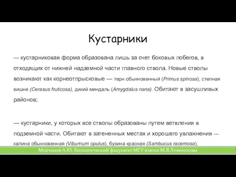 Кустарники — кустарниковая форма образована лишь за счет боковых побегов,