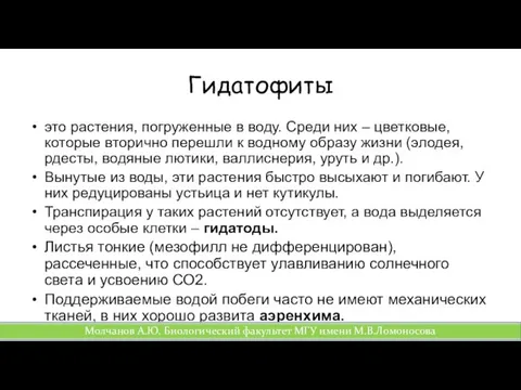 Гидатофиты это растения, погруженные в воду. Среди них – цветковые,