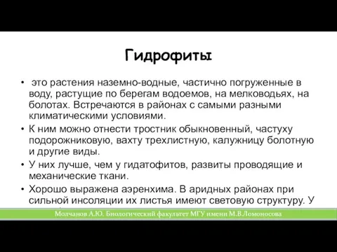 Гидрофиты это растения наземно-водные, частично погруженные в воду, растущие по