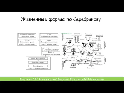 Жизненные формы по Серебрякову Молчанов А.Ю. Биологический факультет МГУ имени М.В.Ломоносова