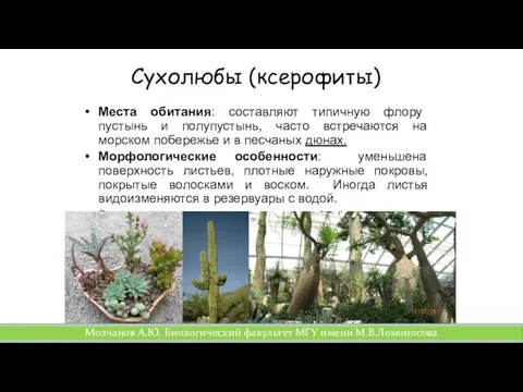 Сухолюбы (ксерофиты) Места обитания: составляют типичную флору пустынь и полупустынь,