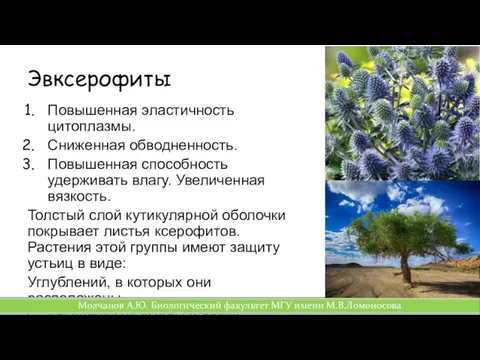 Эвксерофиты Повышенная эластичность цитоплазмы. Сниженная обводненность. Повышенная способность удерживать влагу.