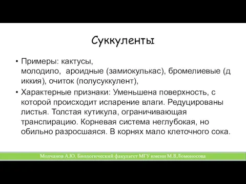 Суккуленты Примеры: кактусы, молодило, ароидные (замиокулькас), бромелиевые (диккия), очиток (полусуккулент),