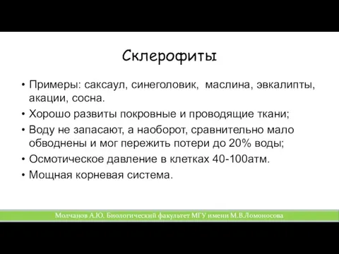 Склерофиты Примеры: саксаул, синеголовик, маслина, эвкалипты, акации, сосна. Хорошо развиты