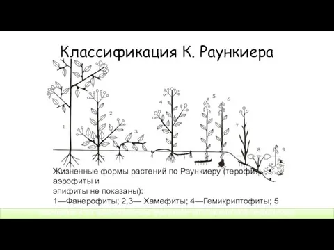 Классификация К. Раункиера Жизненные формы растений по Раункиеру (терофиты, аэрофиты