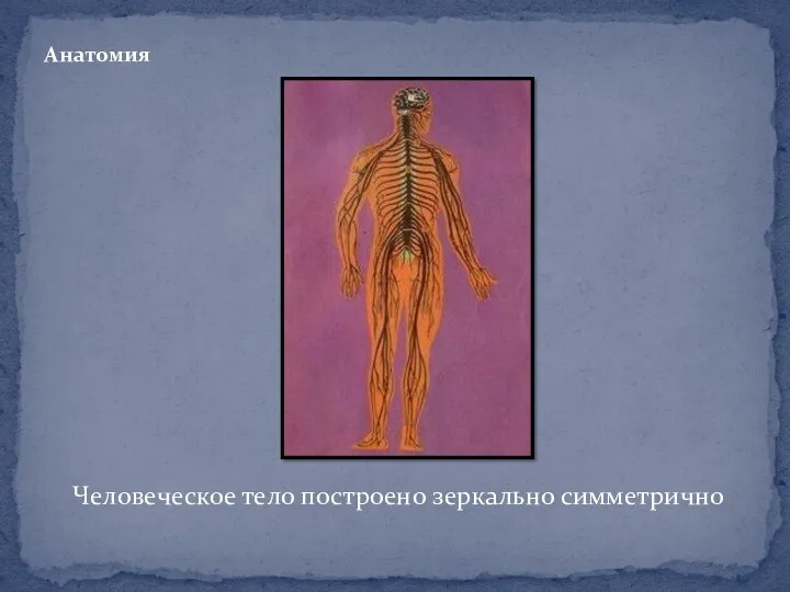 Анатомия Человеческое тело построено зеркально симметрично.