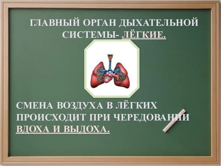 ГЛАВНЫЙ ОРГАН ДЫХАТЕЛЬНОЙ СИСТЕМЫ- ЛЁГКИЕ. СМЕНА ВОЗДУХА В ЛЁГКИХ ПРОИСХОДИТ ПРИ ЧЕРЕДОВАНИИ ВДОХА И ВЫДОХА.