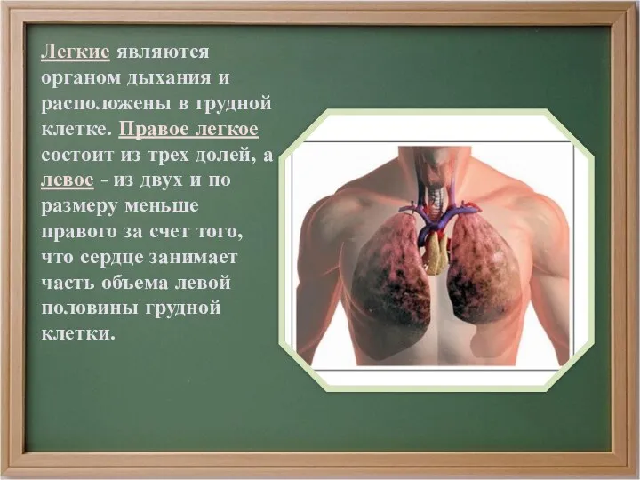 Легкие являются органом дыхания и расположены в грудной клетке. Правое