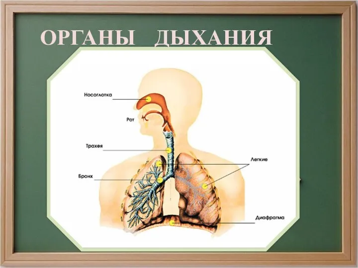 ОРГАНЫ ДЫХАНИЯ