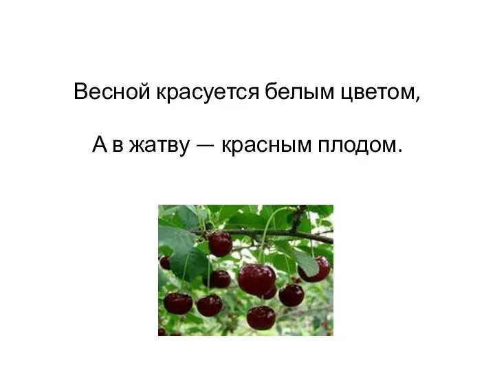 Весной красуется белым цветом, А в жатву — красным плодом.