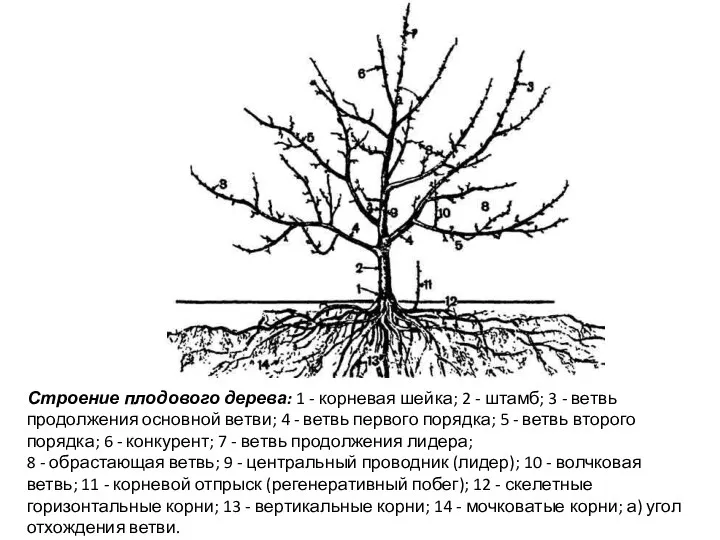Строение плодового дерева: 1 - корневая шейка; 2 - штамб;