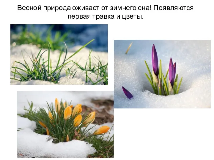 Весной природа оживает от зимнего сна! Появляются первая травка и цветы.