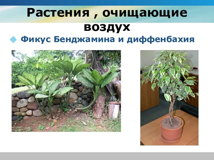 Растения , очищающие воздух Фикус Бенджамина и диффенбахия