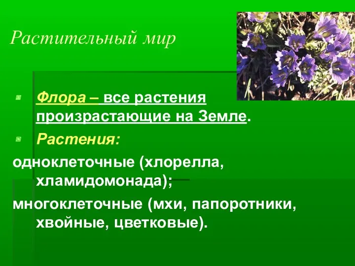 Растительный мир Флора – все растения произрастающие на Земле. Растения: