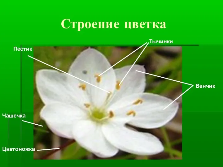 Строение цветка Венчик Пестик Тычинки Цветоножка Чашечка