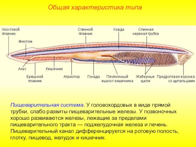 Общая характеристика типа Пищеварительная система. У головохордовых в виде прямой