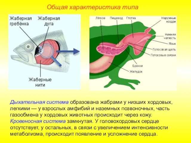 Общая характеристика типа Дыхательная система образована жабрами у низших хордовых,