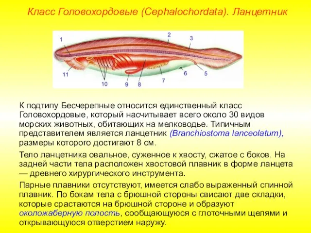 Класс Головохордовые (Cephalochordata). Ланцетник К подтипу Бесчерепные относится единственный класс