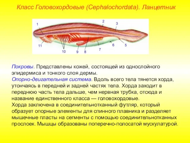 Класс Головохордовые (Cephalochordata). Ланцетник Покровы. Представлены кожей, состоящей из однослойного