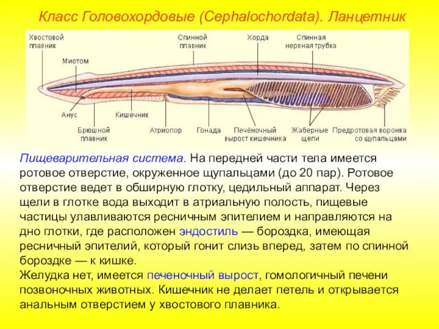 Класс Головохордовые (Cephalochordata). Ланцетник Пищеварительная система. На передней части тела