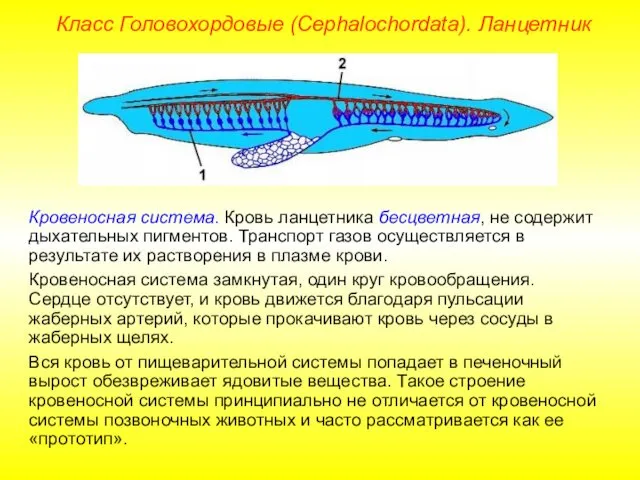 Класс Головохордовые (Cephalochordata). Ланцетник Кровеносная система. Кровь ланцетника бесцветная, не