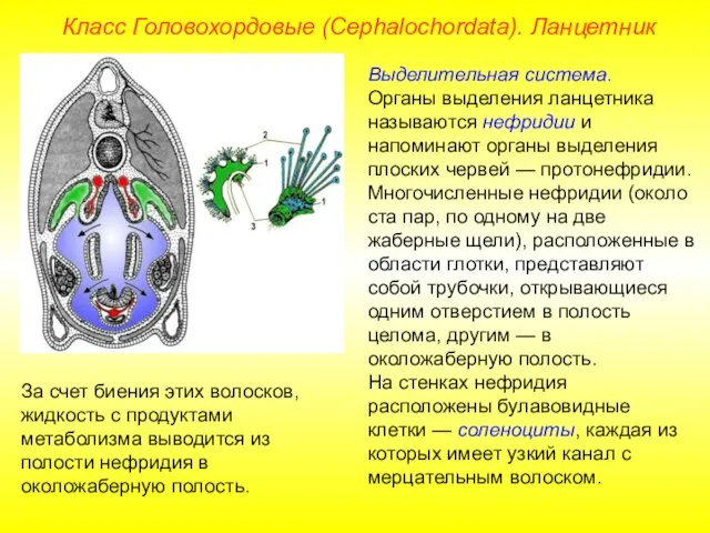 Класс Головохордовые (Cephalochordata). Ланцетник Выделительная система. Органы выделения ланцетника называются