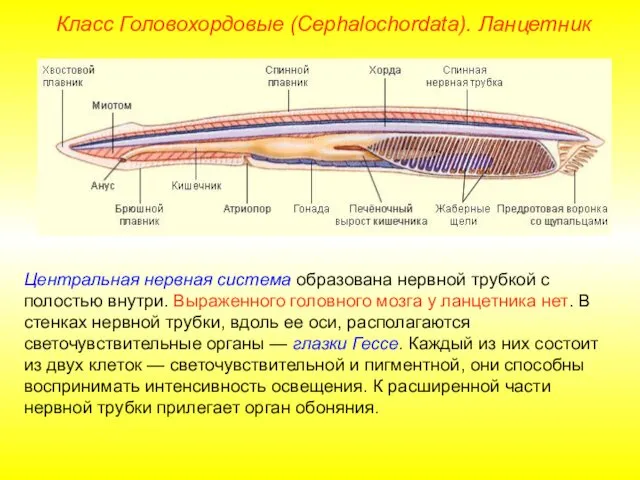 Класс Головохордовые (Cephalochordata). Ланцетник Центральная нервная система образована нервной трубкой